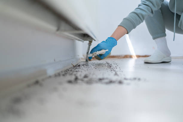 Best Affordable Pest Control Services  in Wayne, MI